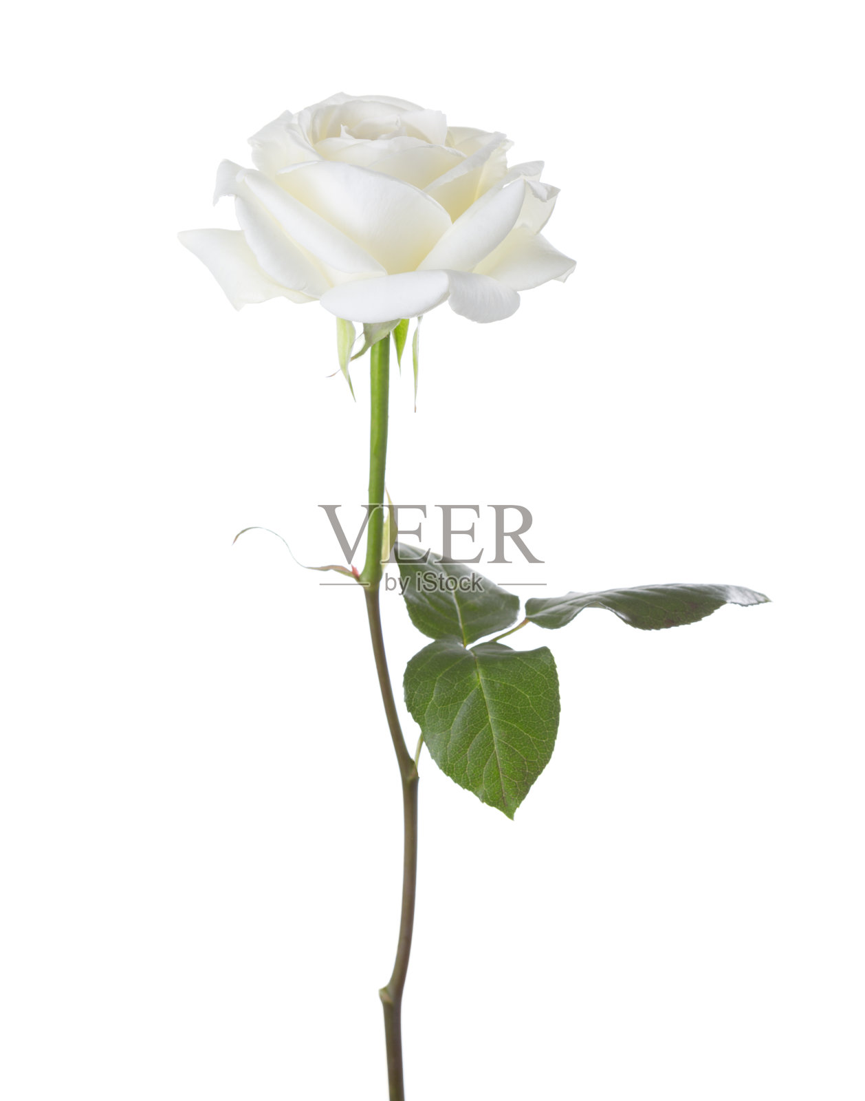 孤立在白色背景上的白玫瑰。照片摄影图片