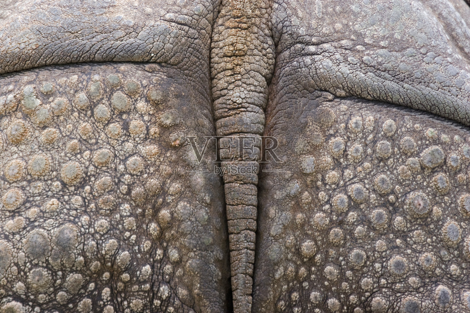 非洲犀牛照片摄影图片