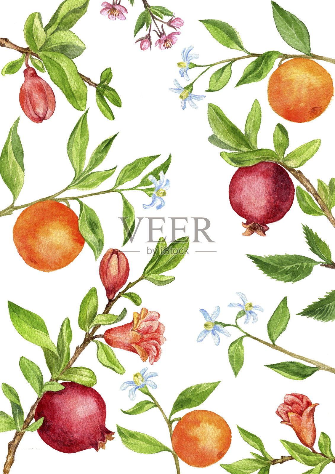 模板与果树的树枝，树叶，花和浆果插画图片素材