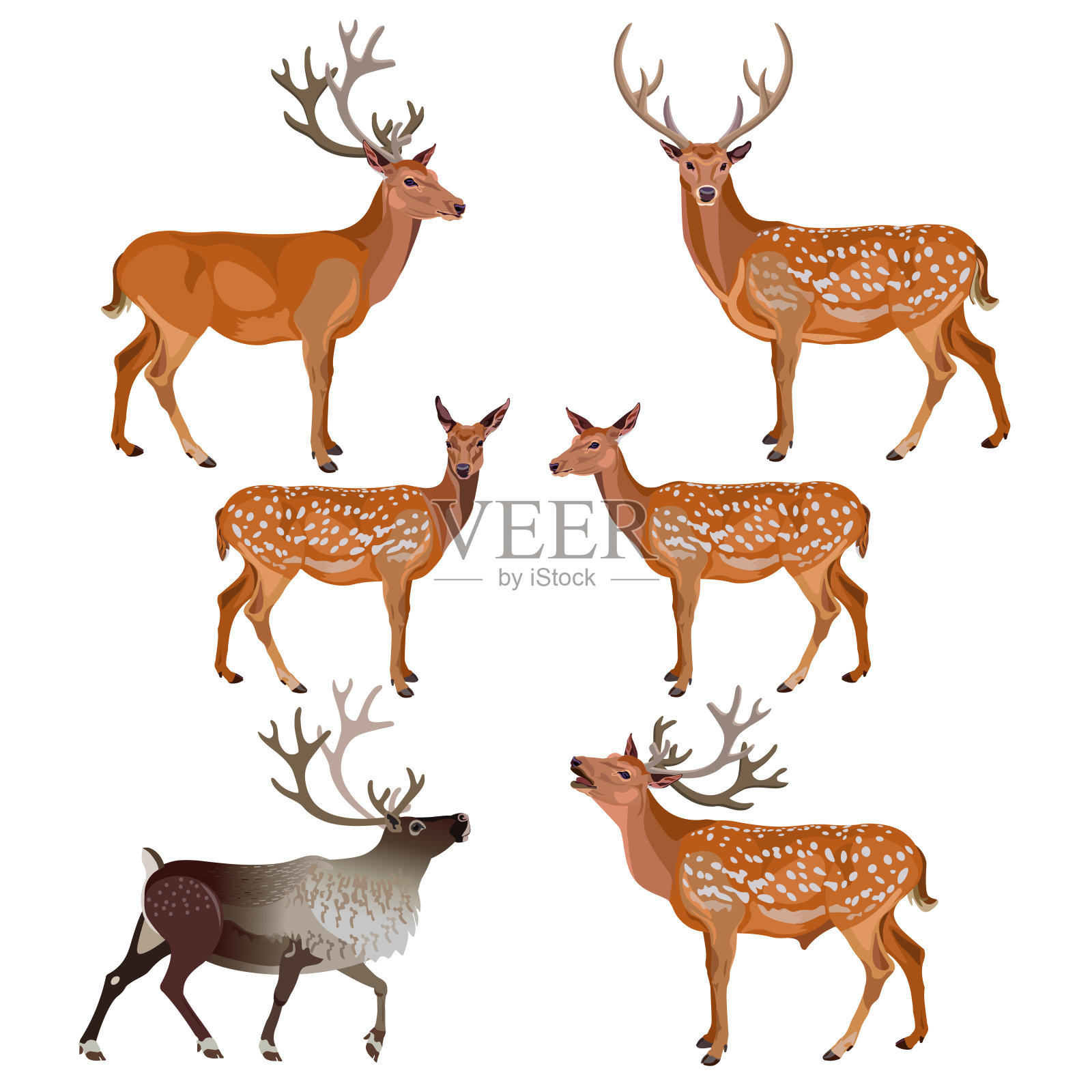 鹿的集合插画图片素材