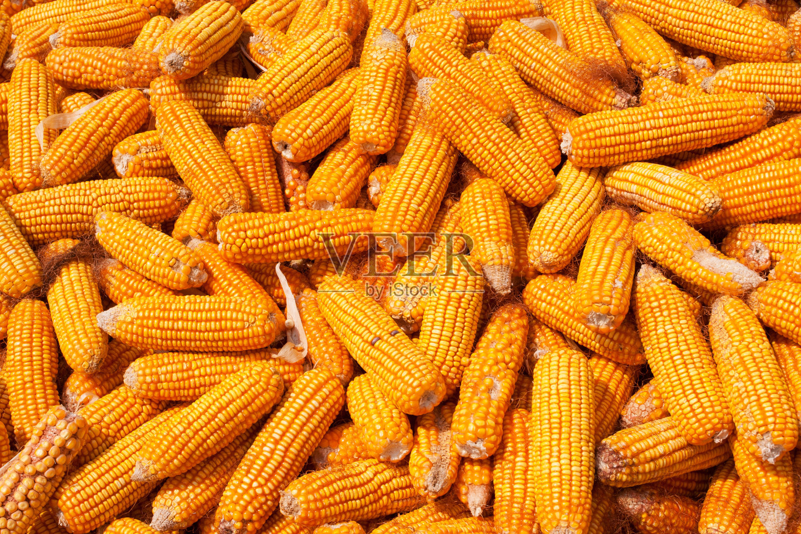 玉米收获的背景照片摄影图片