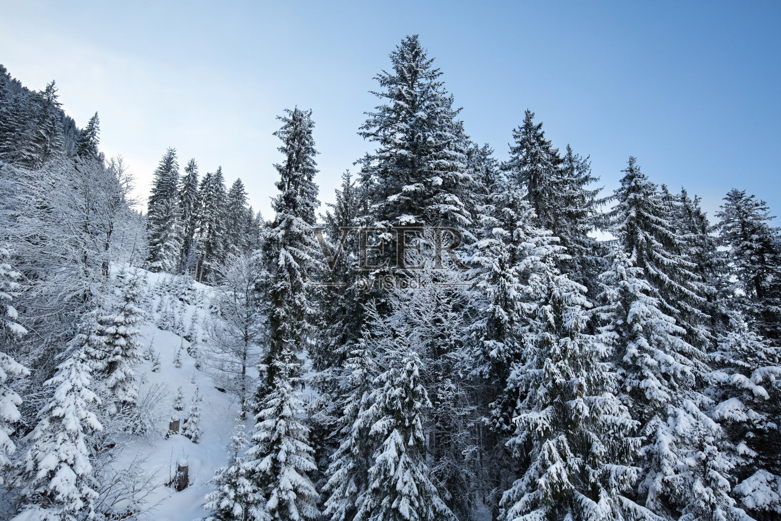 阿尔卑斯山的冬季森林照片摄影图片