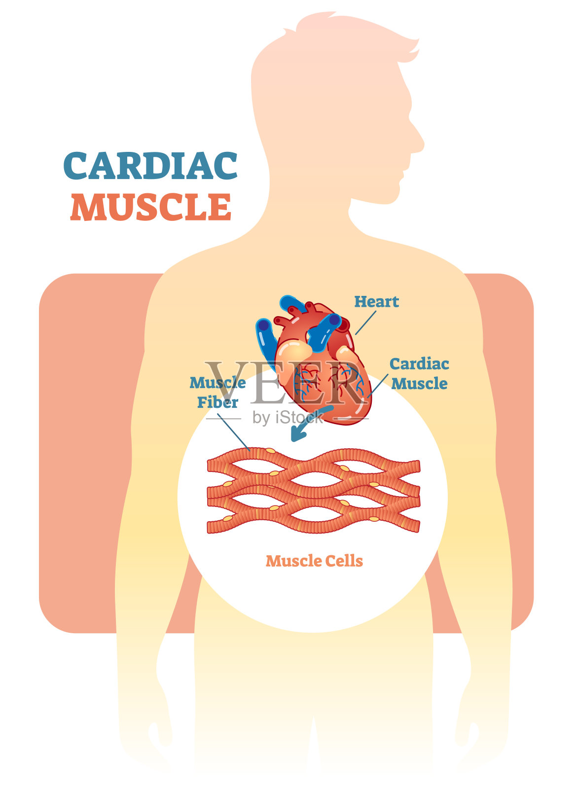 心肌矢量图解，人体心脏解剖方案。插画图片素材