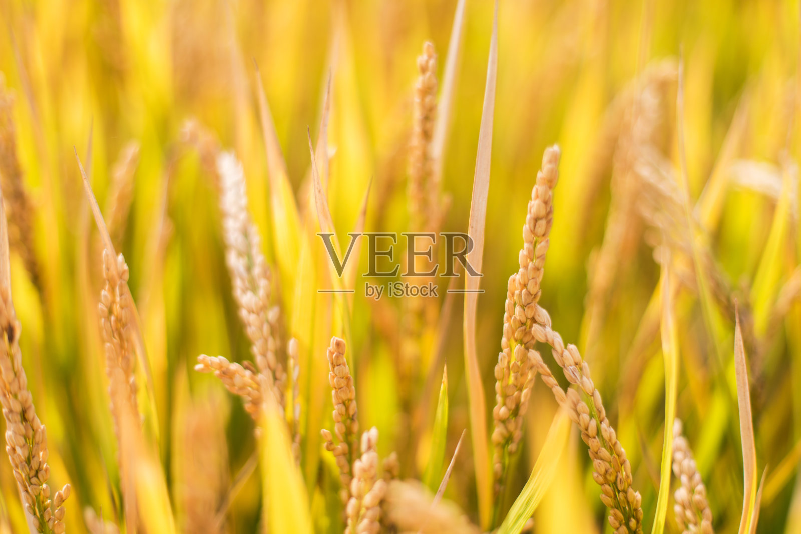 农场收获季节的金色小麦照片摄影图片