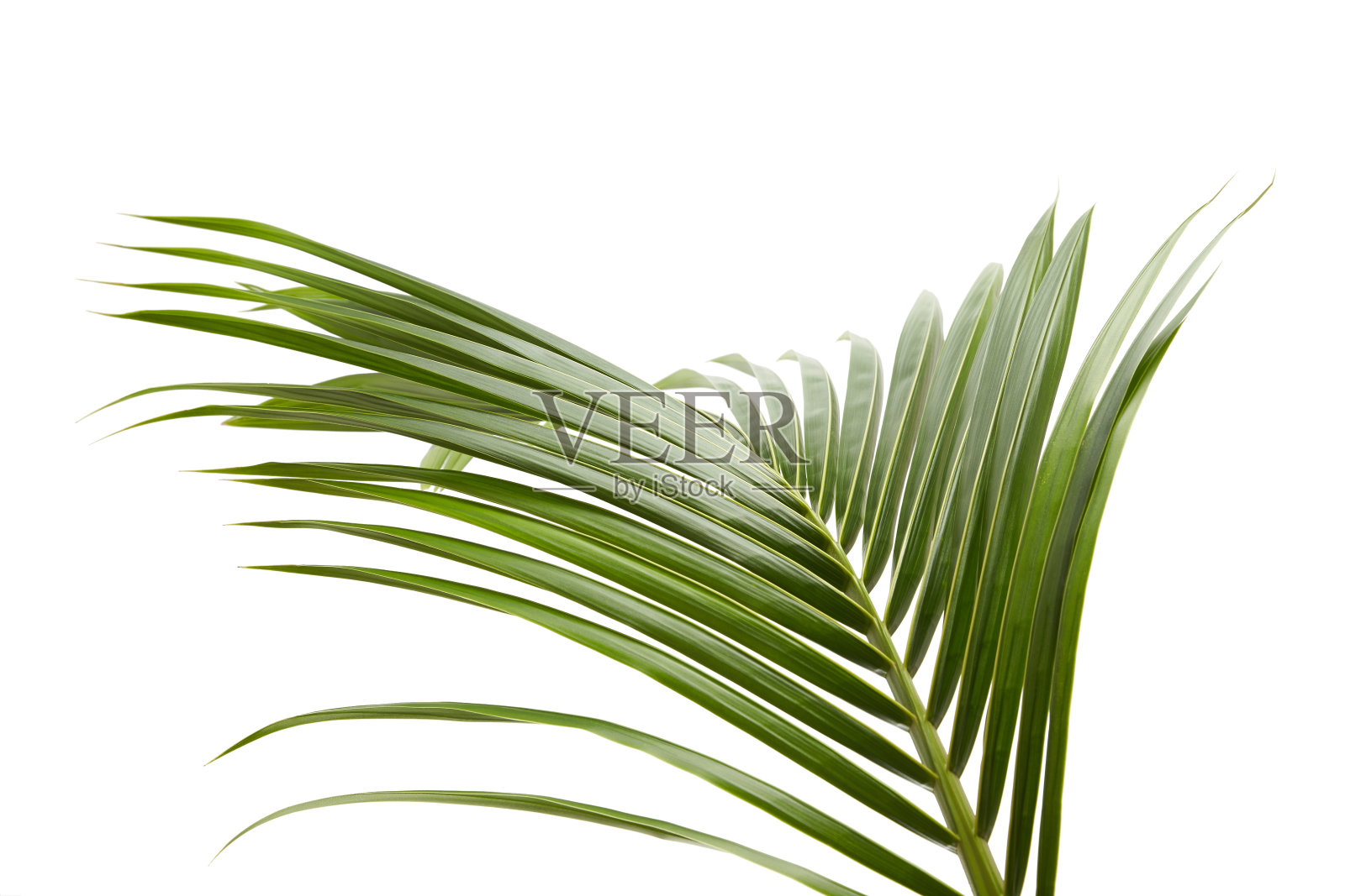 椰子叶或椰子叶，绿色的棕榈叶，热带叶孤立在白色的背景与修剪路径照片摄影图片