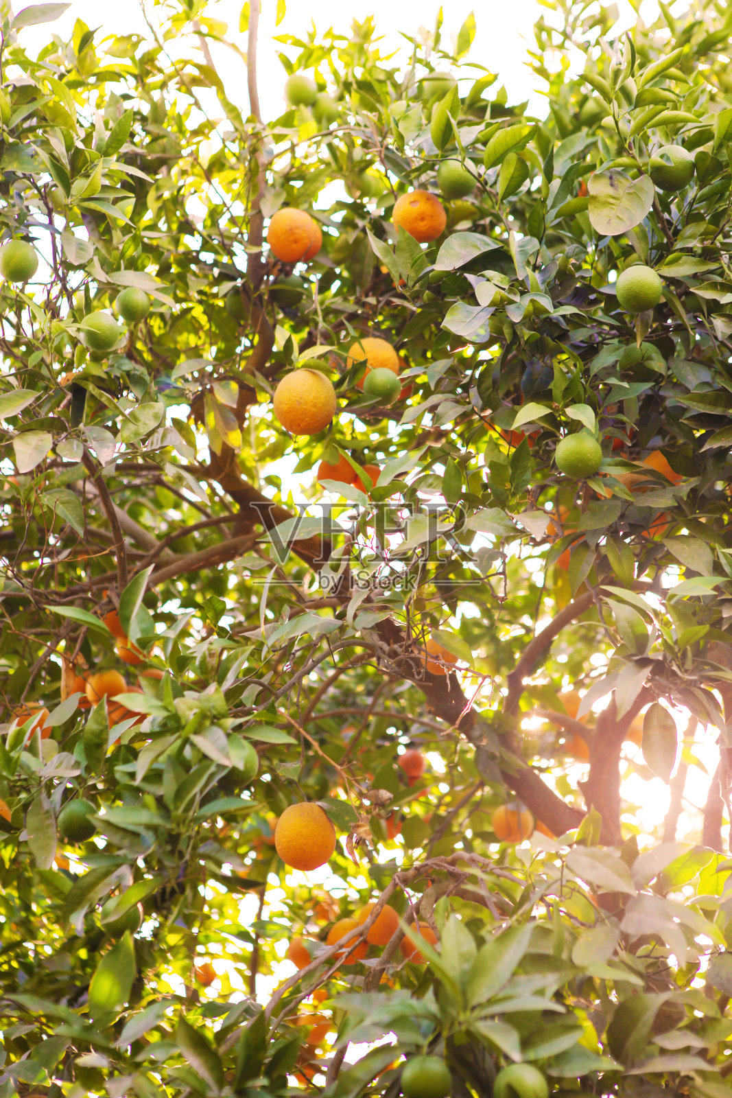 橙树照片摄影图片