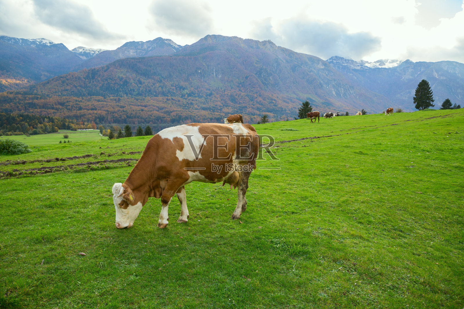 在高山草甸上吃草的牛照片摄影图片