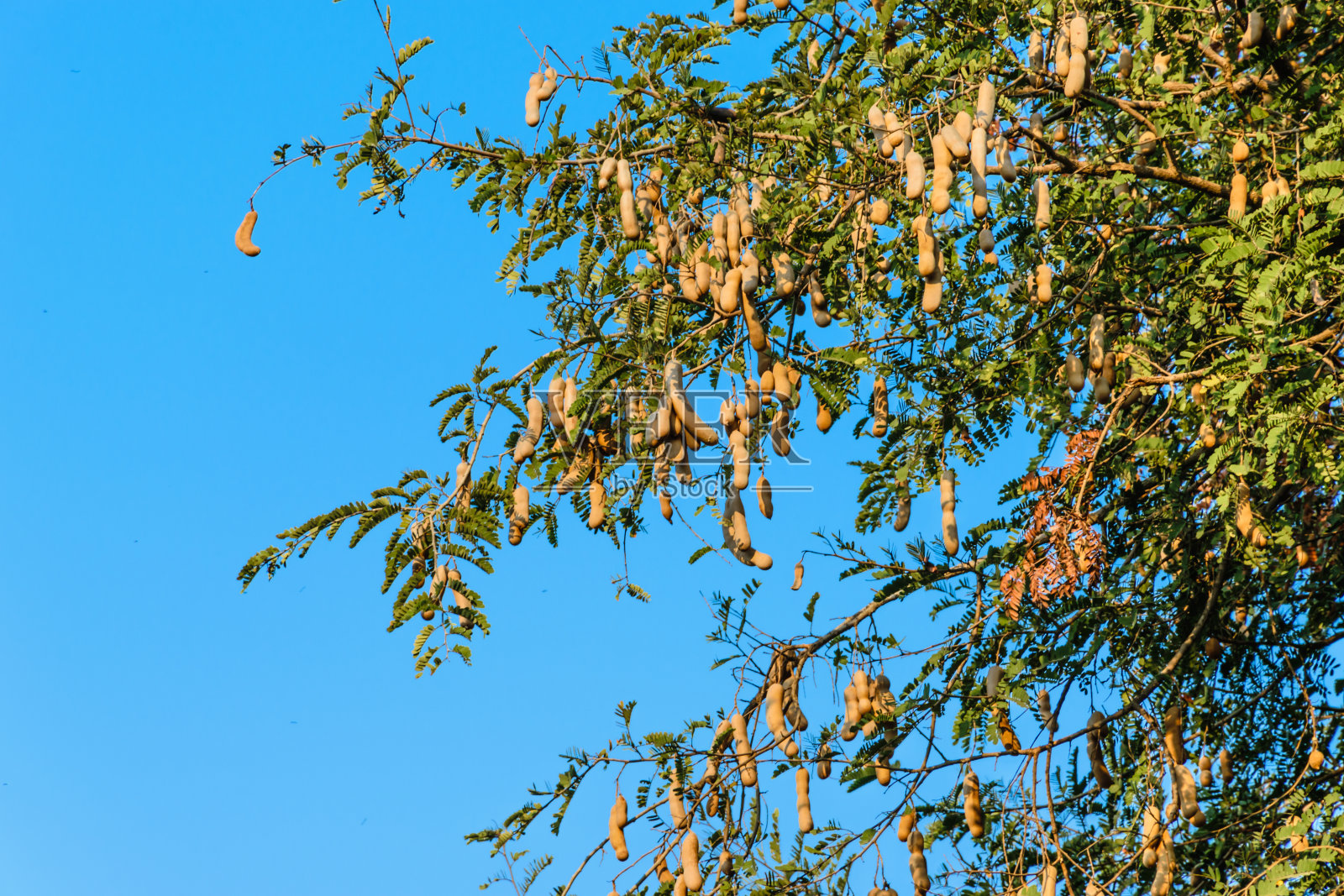 罗望子树与蓝天背景照片摄影图片