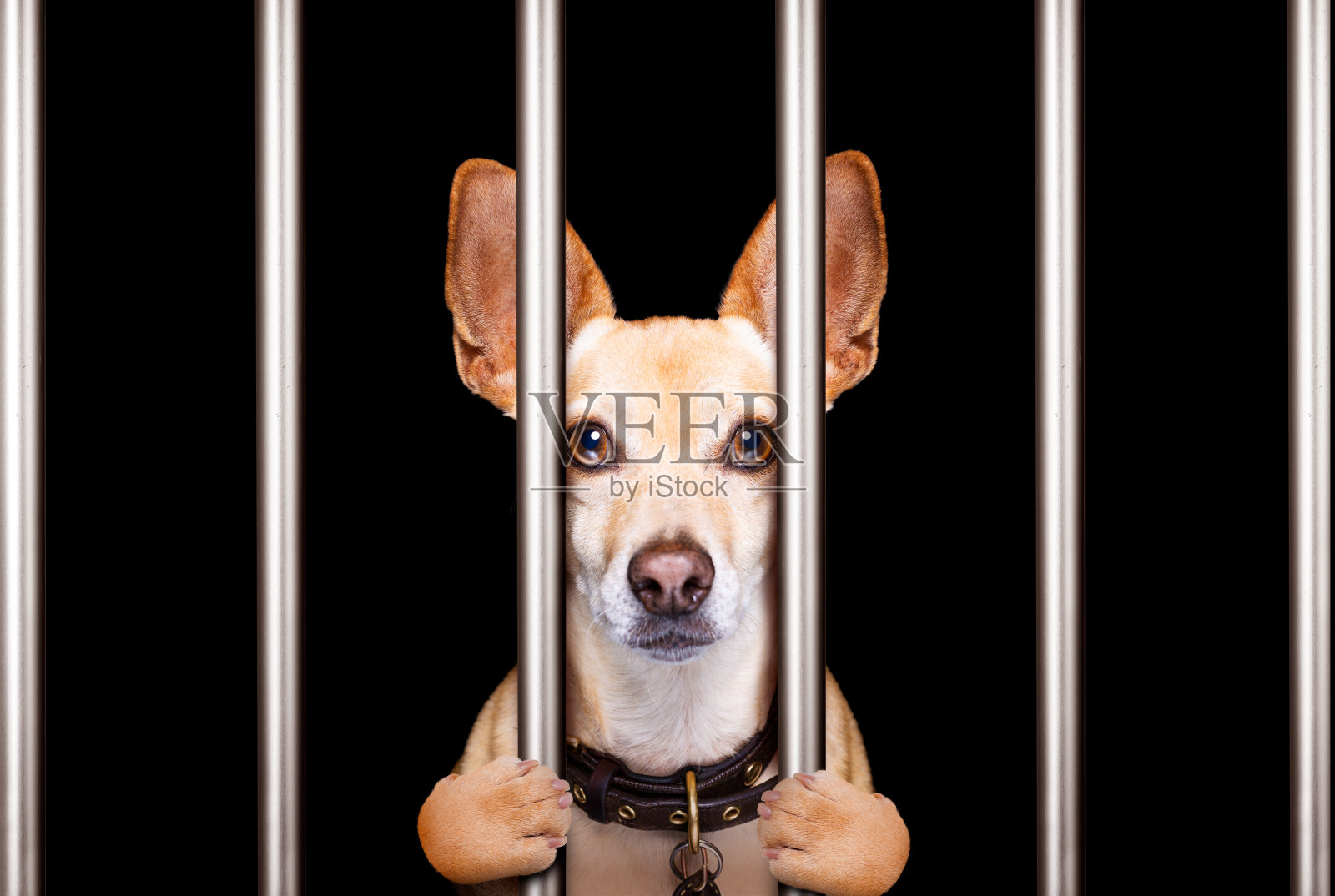 被关在警察局、监狱、监狱或不良行为庇护所的犯罪犬照片摄影图片