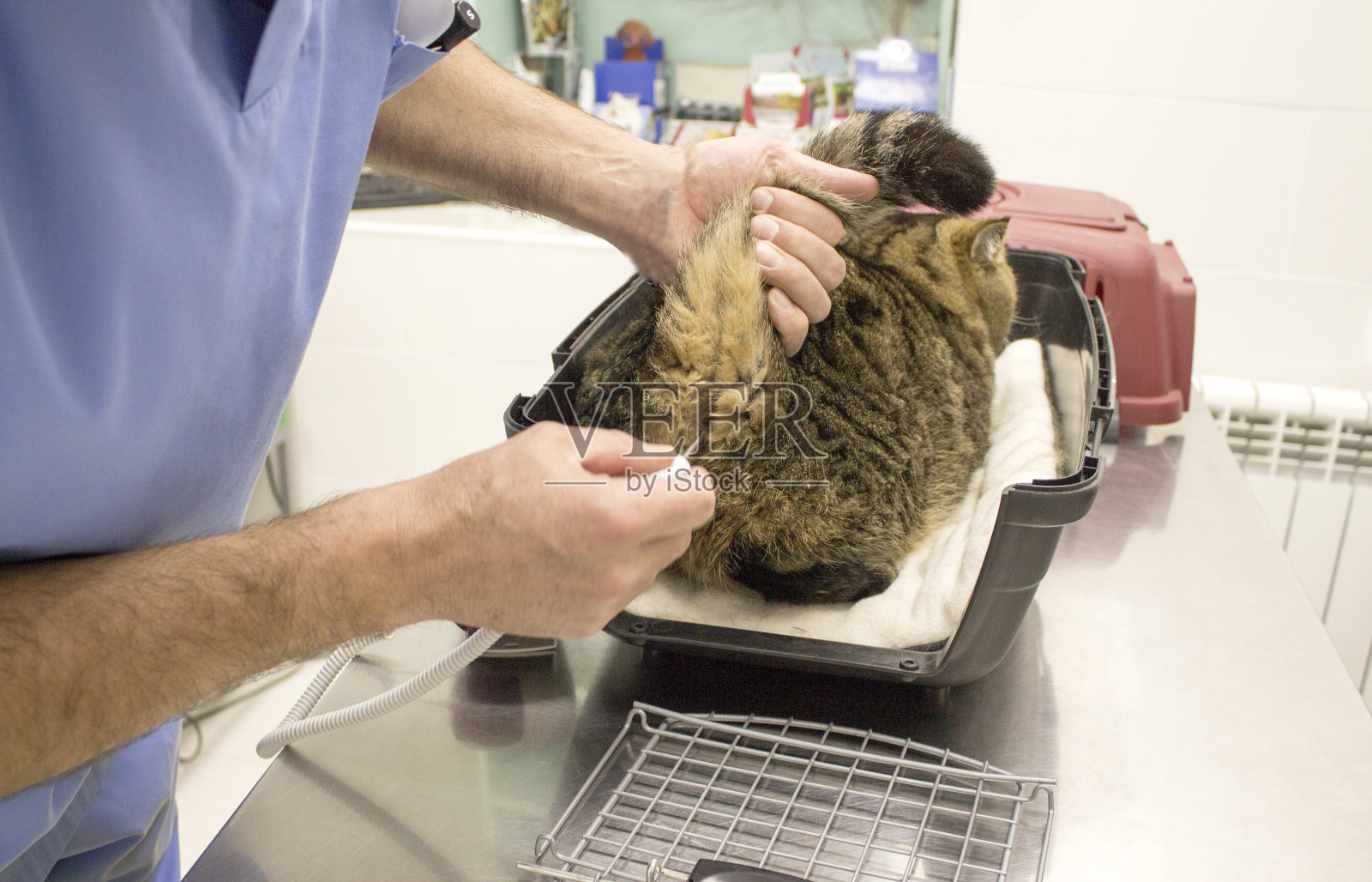 男性兽医测量姜猫的温度照片摄影图片