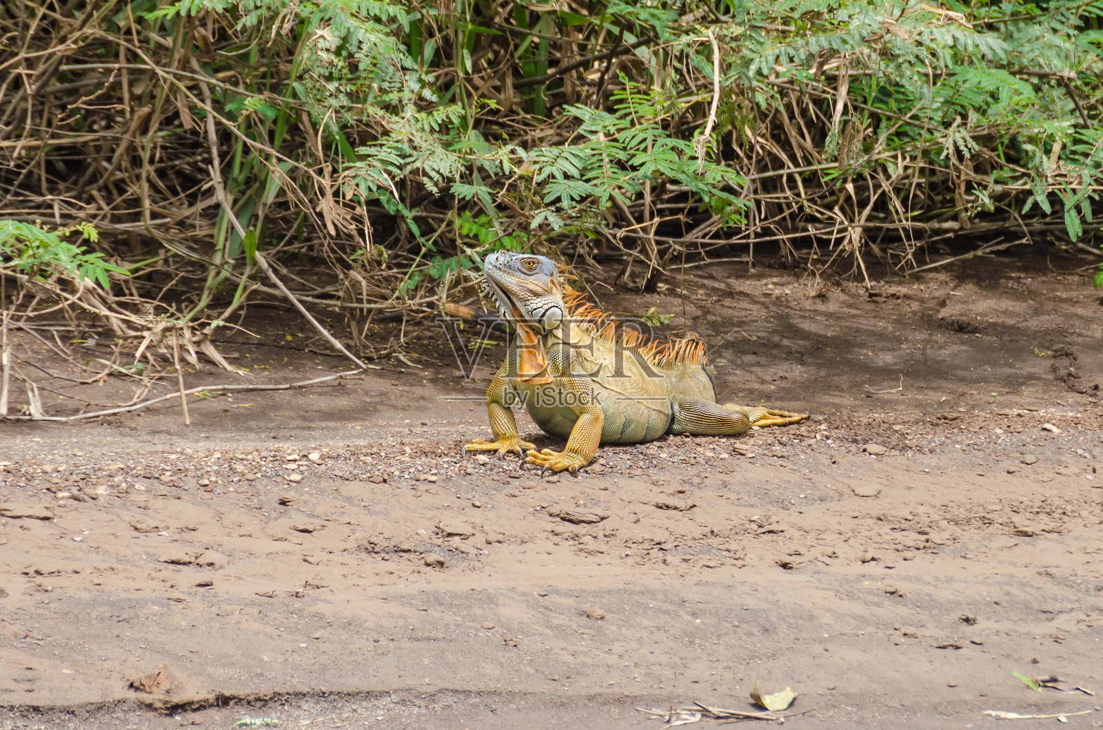 哥斯达黎加托图盖罗国家公园的绿色鬣蜥照片摄影图片