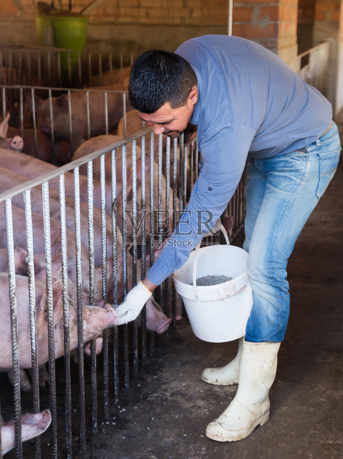 男性农民饲养猪的肖像照片摄影图片