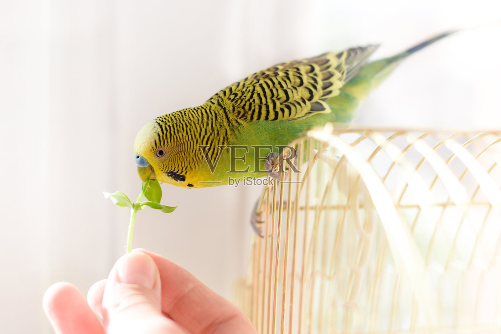 小鸟蹲在笼子里，从人手里吃着新鲜的绿豆照片摄影图片