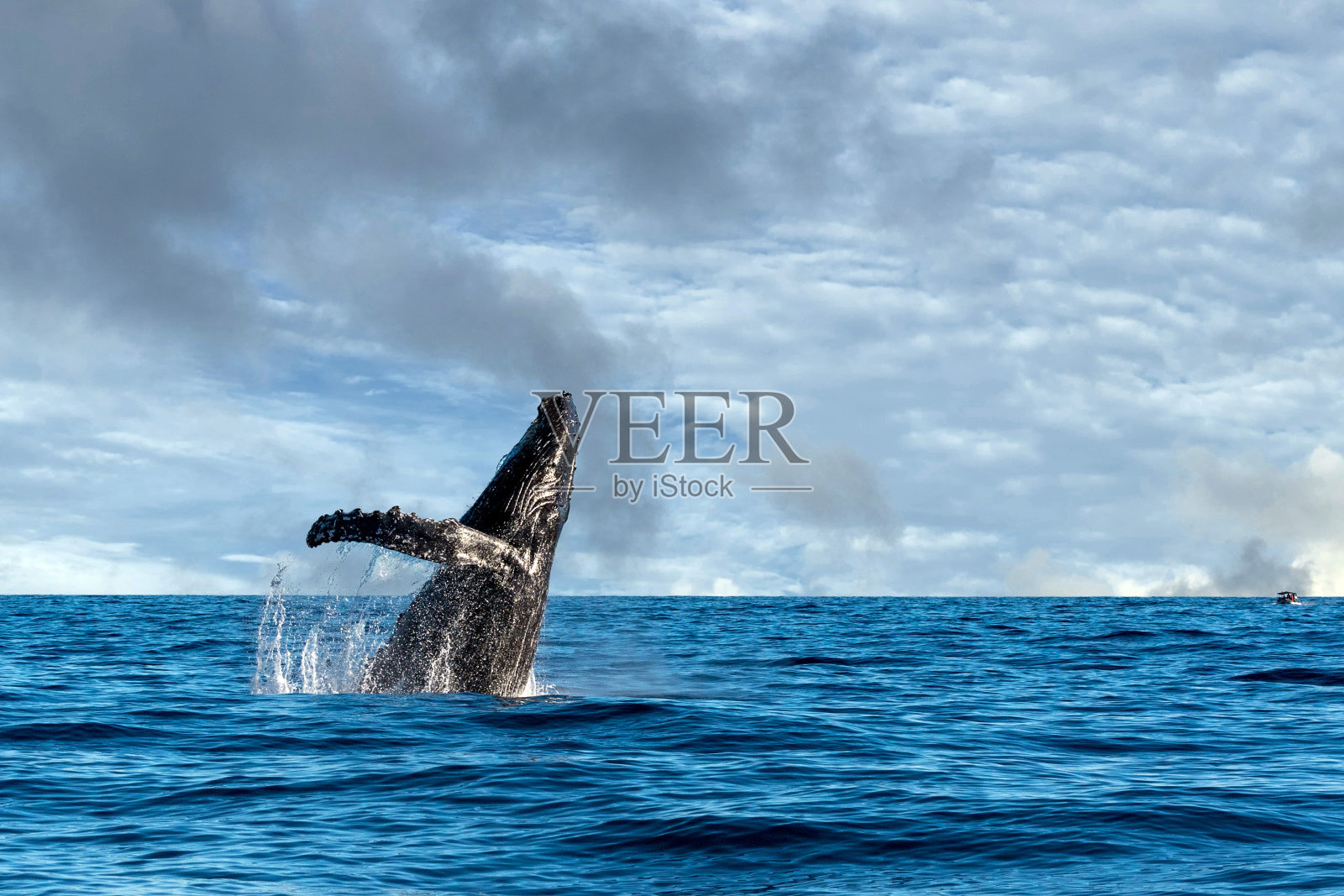 座头鲸违反照片摄影图片