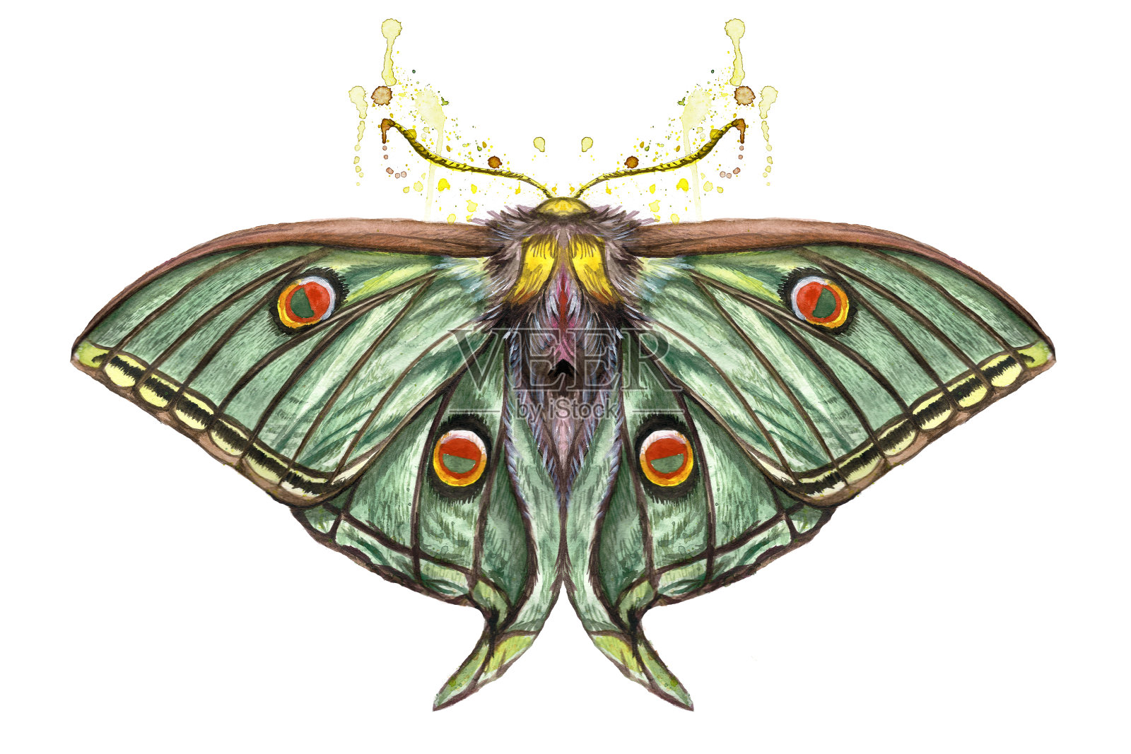 水彩画一只昆虫的夜蝴蝶孔雀眼Artemis，孔雀眼的一个家庭，美丽的翅膀，超现实主义，印刷，装饰，设计插画图片素材