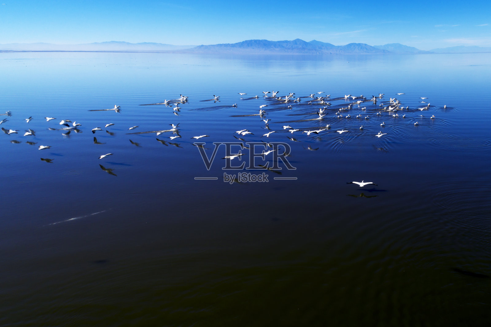 鸟瞰图飞行的白鹈鹕，萨尔顿海，南加州照片摄影图片