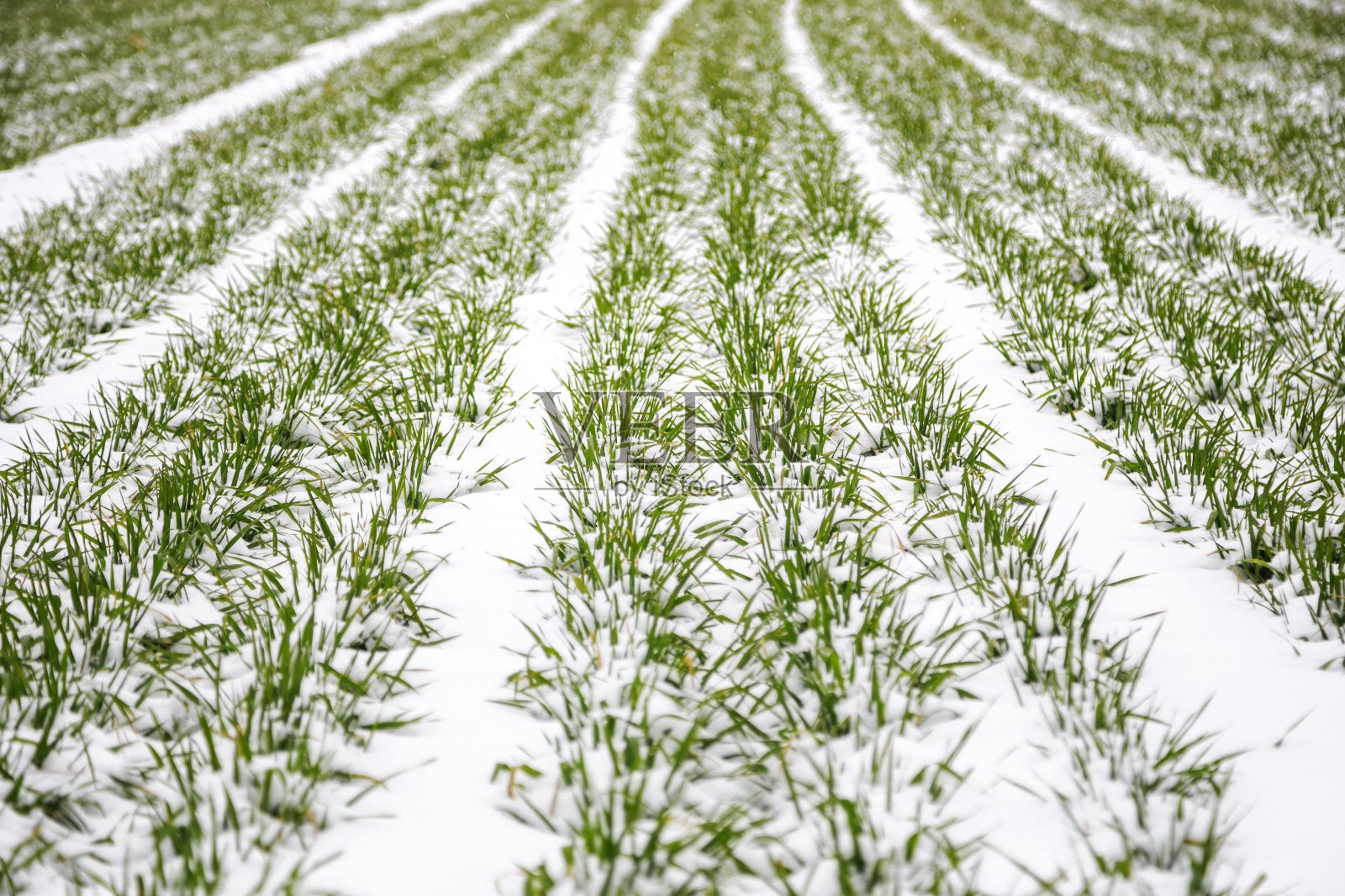 雪地里的冬小麦照片摄影图片