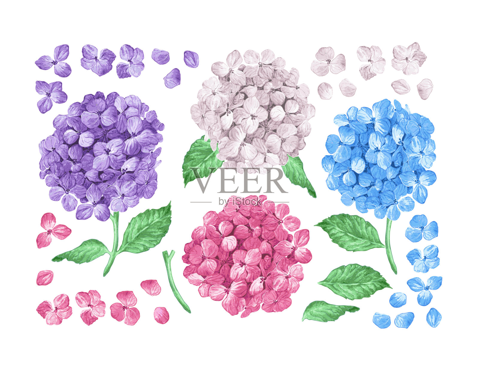 集淡紫色绣球花，叶子，花瓣孤立在白色背景上。水彩风格。可编辑元素。插画图片素材