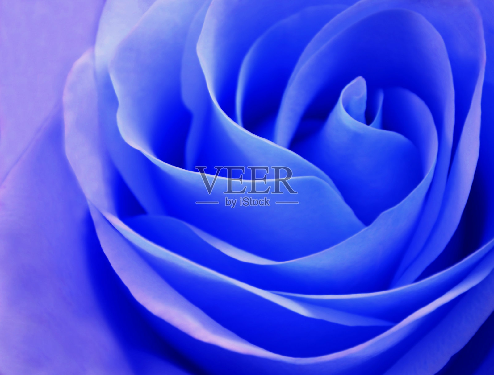 精致的玫瑰花蕾蓝色玫瑰特写照片摄影图片