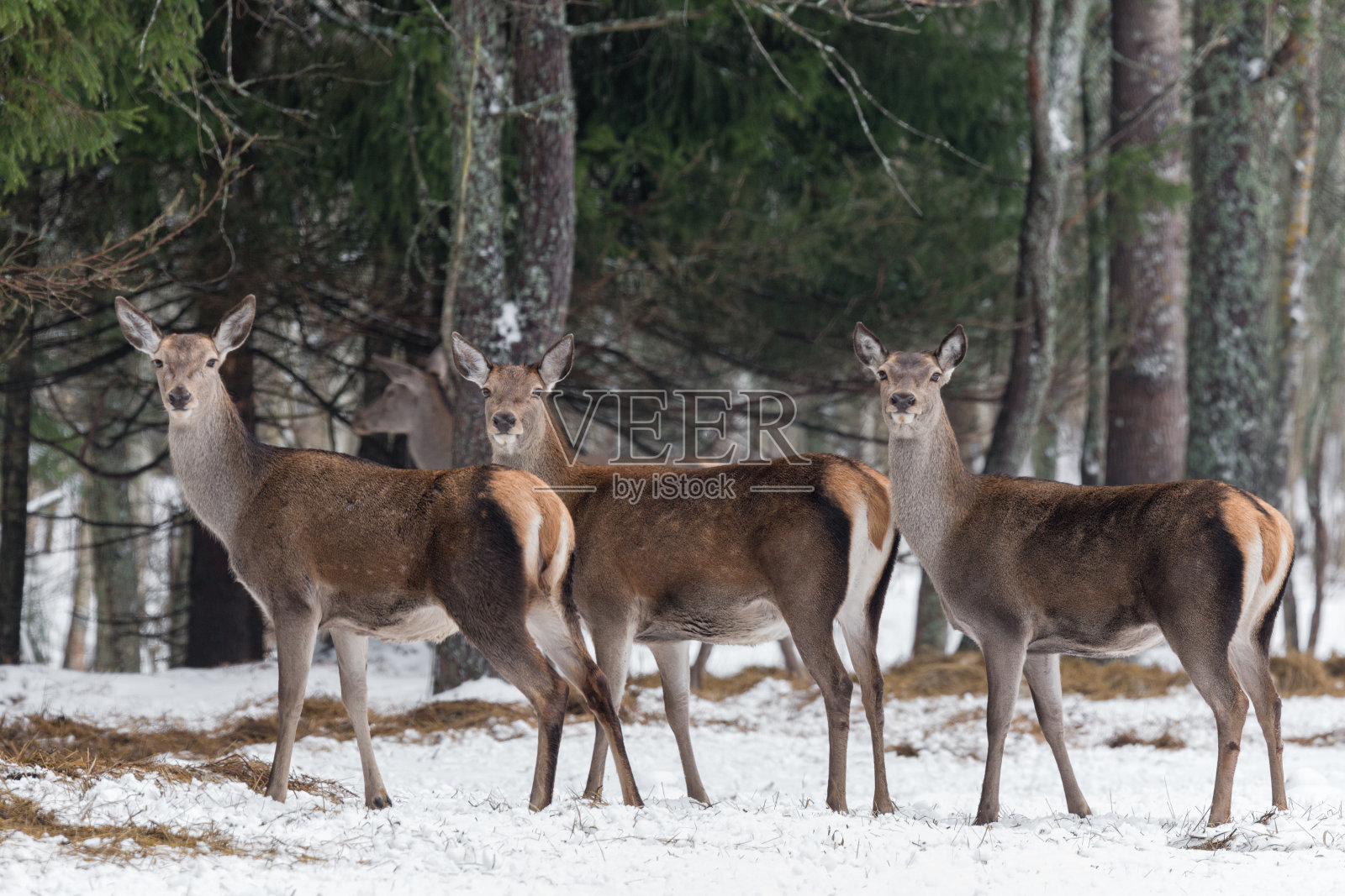 三个宏伟的鹿。成年大母鹿(麋鹿)。高贵的马鹿，站在白俄罗斯的森林里。冬天看着你的鹿的肖像。白俄罗斯照片摄影图片