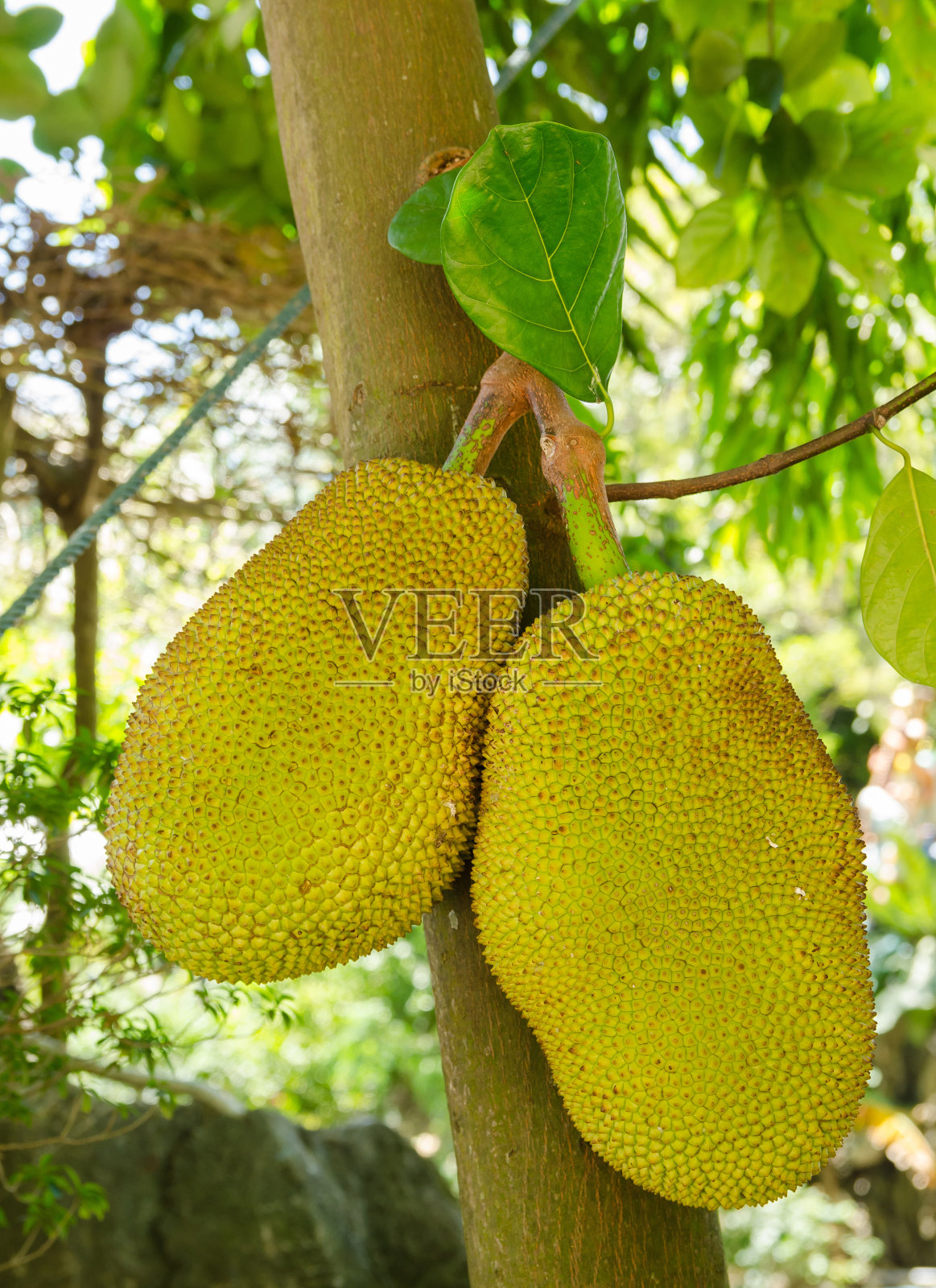 菠萝蜜(Artocarpus heterophyllus)也称菠萝蜜。菠萝蜜被称为“Nanga”。照片摄影图片