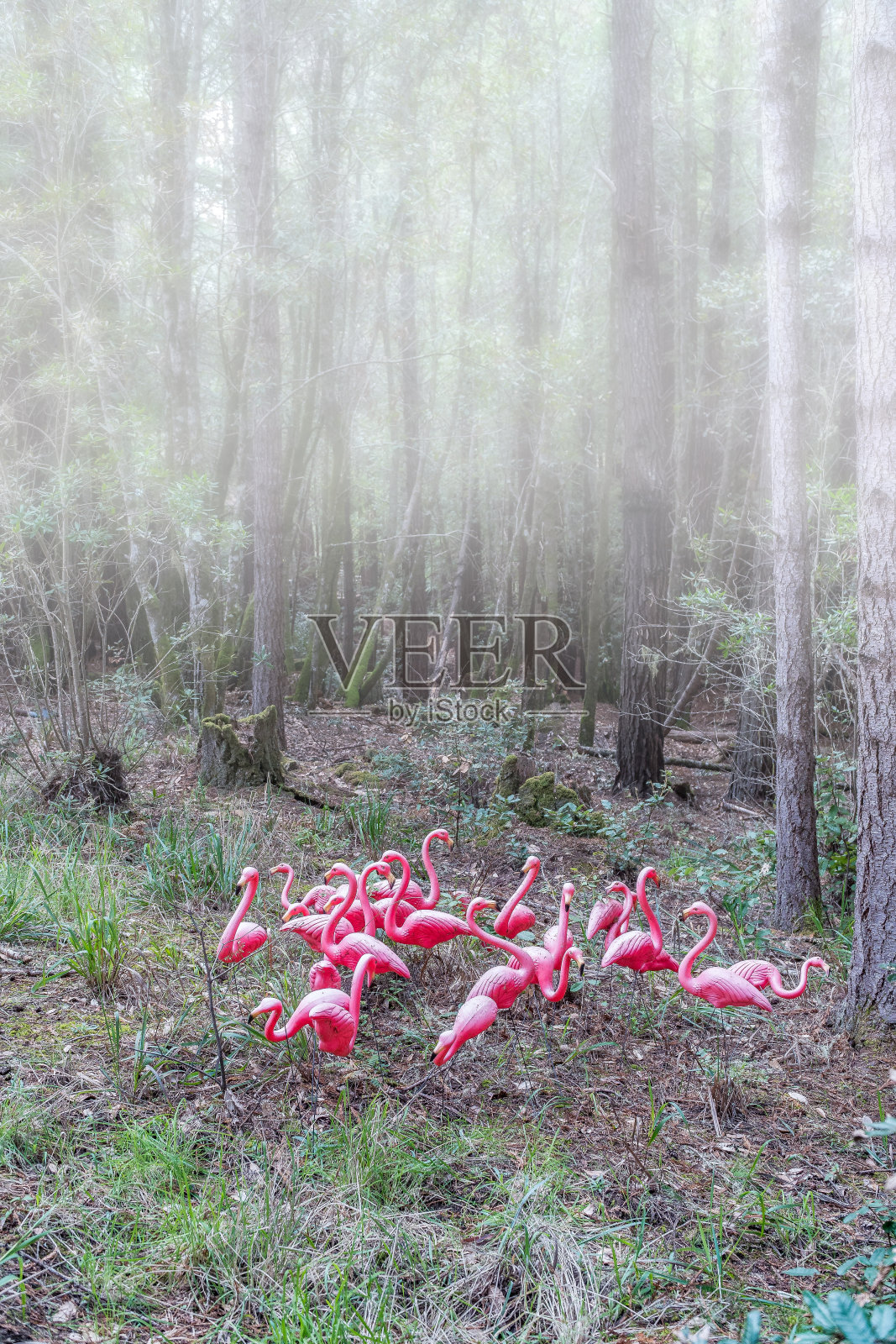 森林里的粉红色塑料火烈鸟照片摄影图片