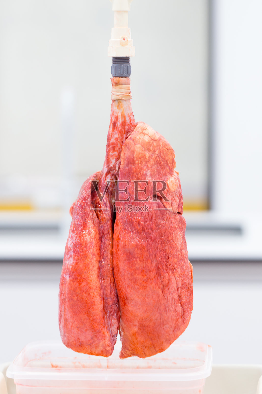 肺和呼吸系统实验室教学。照片摄影图片