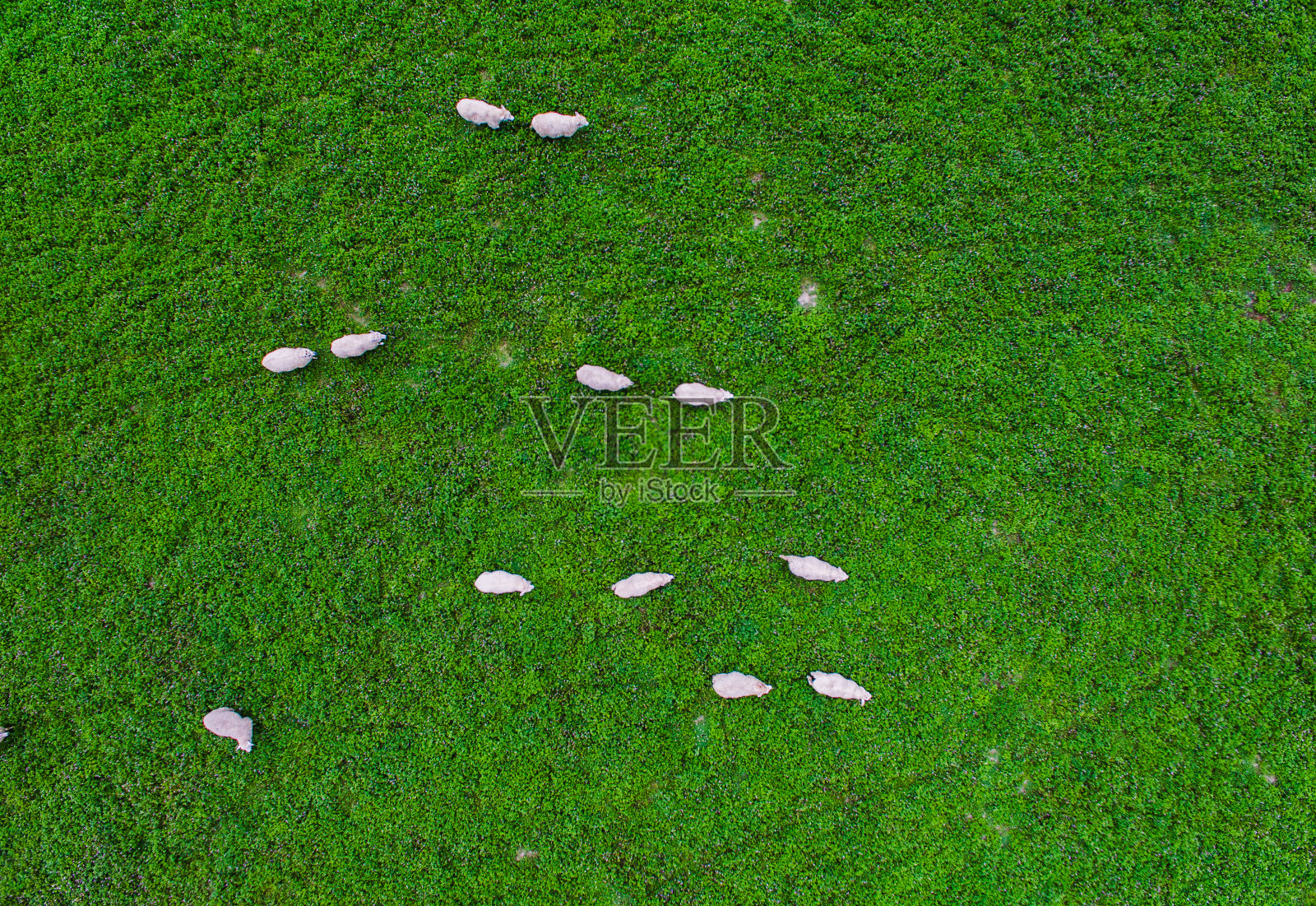 鸟瞰图在绿色的牧场羊群。照片摄影图片