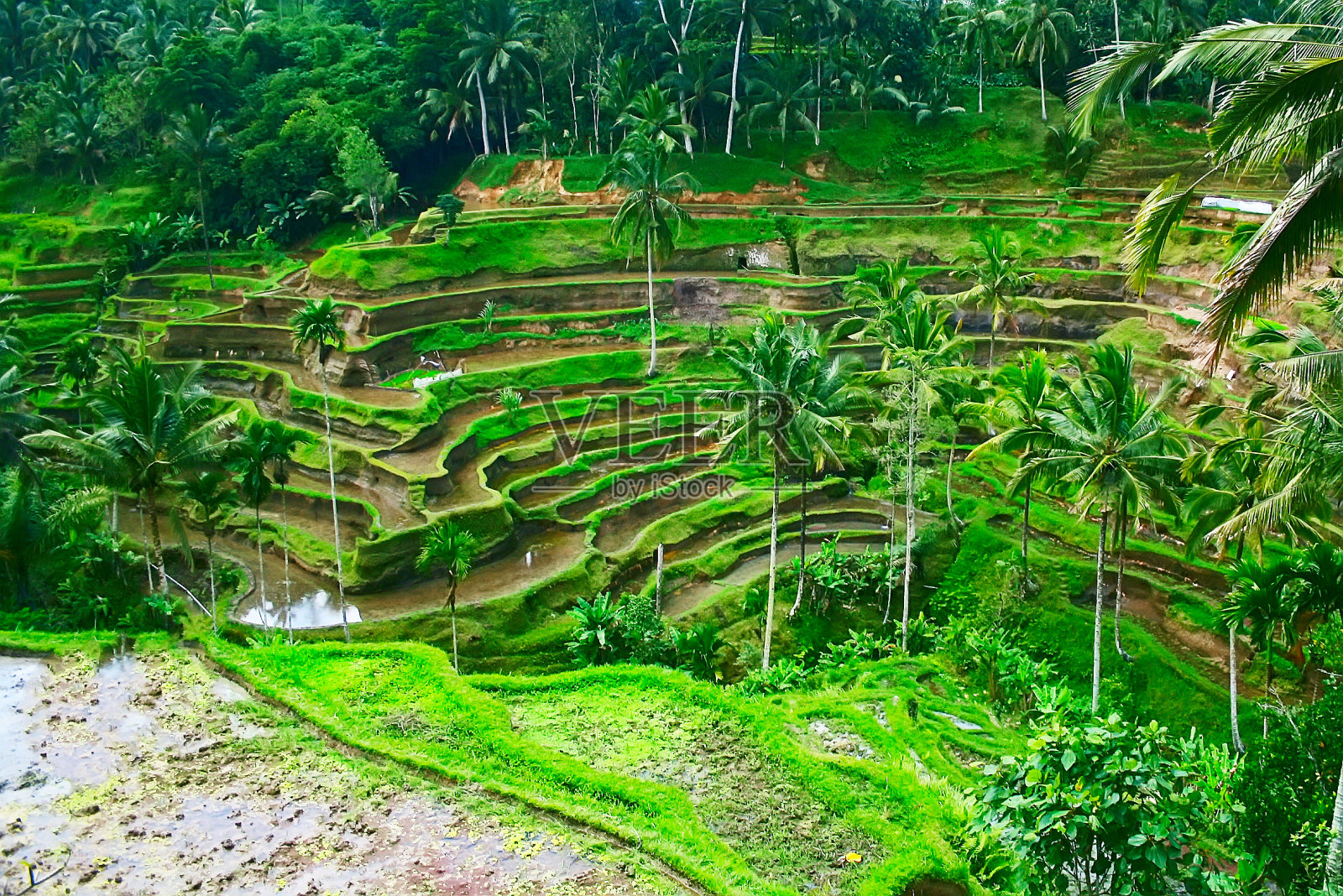 印度尼西亚的梯田景观，印度尼西亚，巴厘岛照片摄影图片