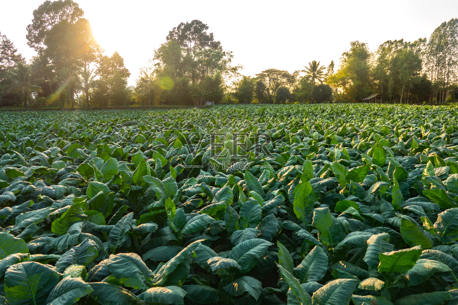农业中烟草种植及烟叶种植。照片摄影图片