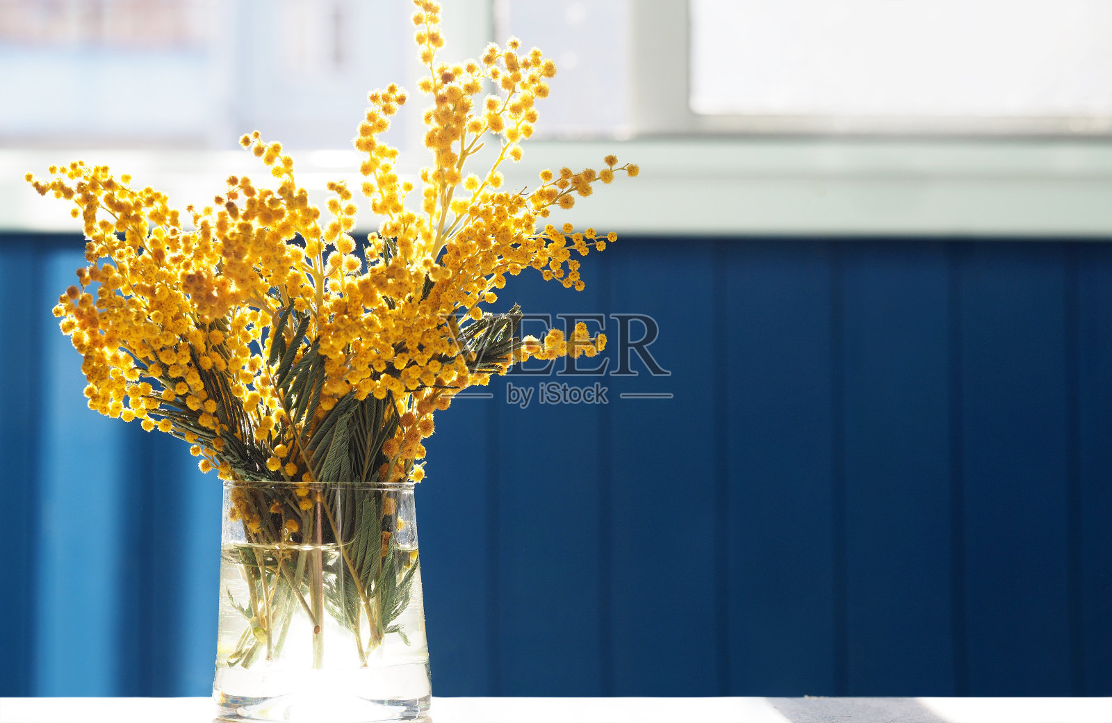 春天黄色的含羞草花。用金合欢、银荆或含苞欲放在玻璃花瓶里的桌子上，以窗户为背景。花春背景，三月八日复活节。太阳射线,背光照片摄影图片