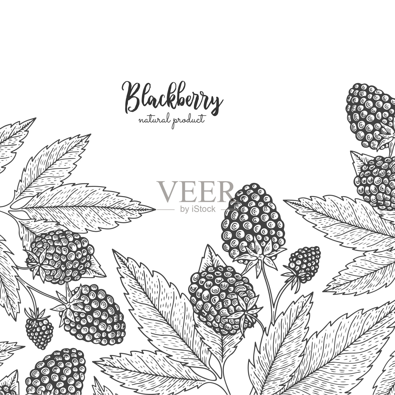 手绘插图的黑莓孤立在白色的背景。浆果雕刻风格插图。详细的框架与浆果。适用于菜单、传单、标签、海报、印刷、包装插画图片素材