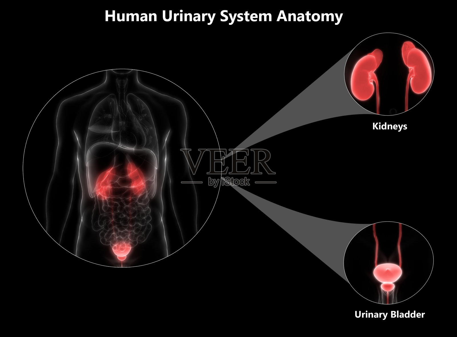 人体器官(肾和膀胱)解剖学照片摄影图片