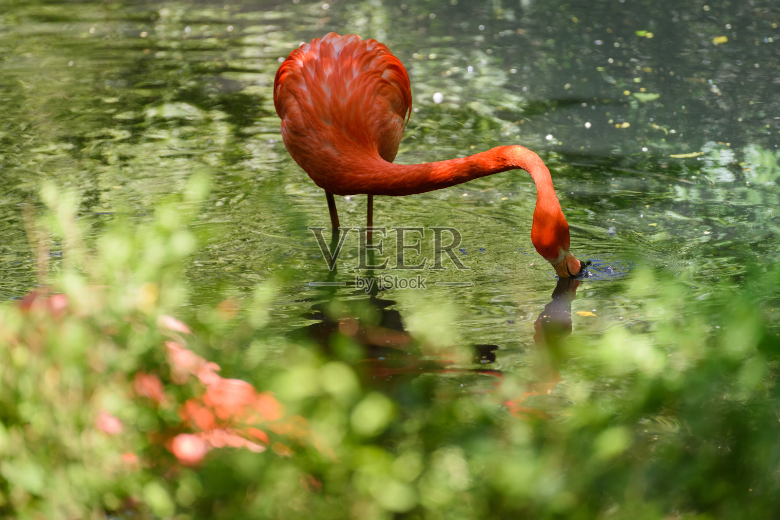 红色的火烈鸟照片摄影图片