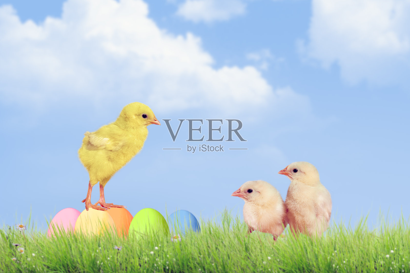 复活节彩蛋和小鸡在绿色的草地上的天空背景照片摄影图片