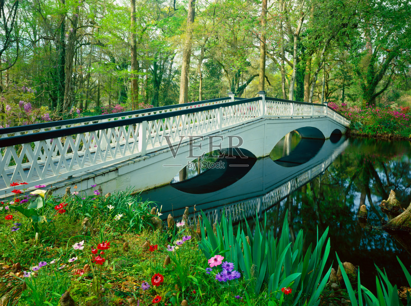 在南方花园中有一座步行桥的南部林地照片摄影图片