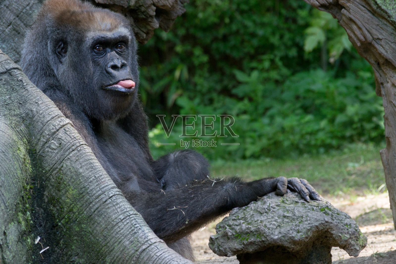 伸着舌头的西部低地大猩猩照片摄影图片