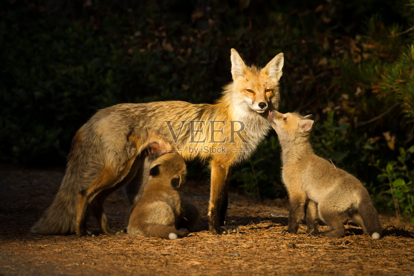 一只小狐狸温柔地吻着它的妈妈照片摄影图片