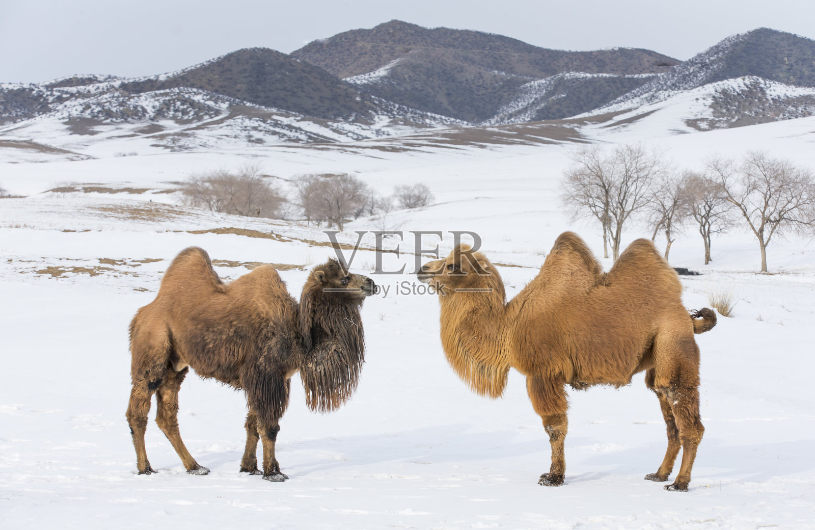 行走在蒙古北部冬季景色中的双峰驼照片摄影图片