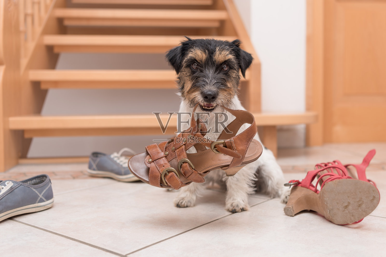 一只可爱听话的小狗，通过点击器训练拿着一只鞋——杰克罗素梗2岁照片摄影图片