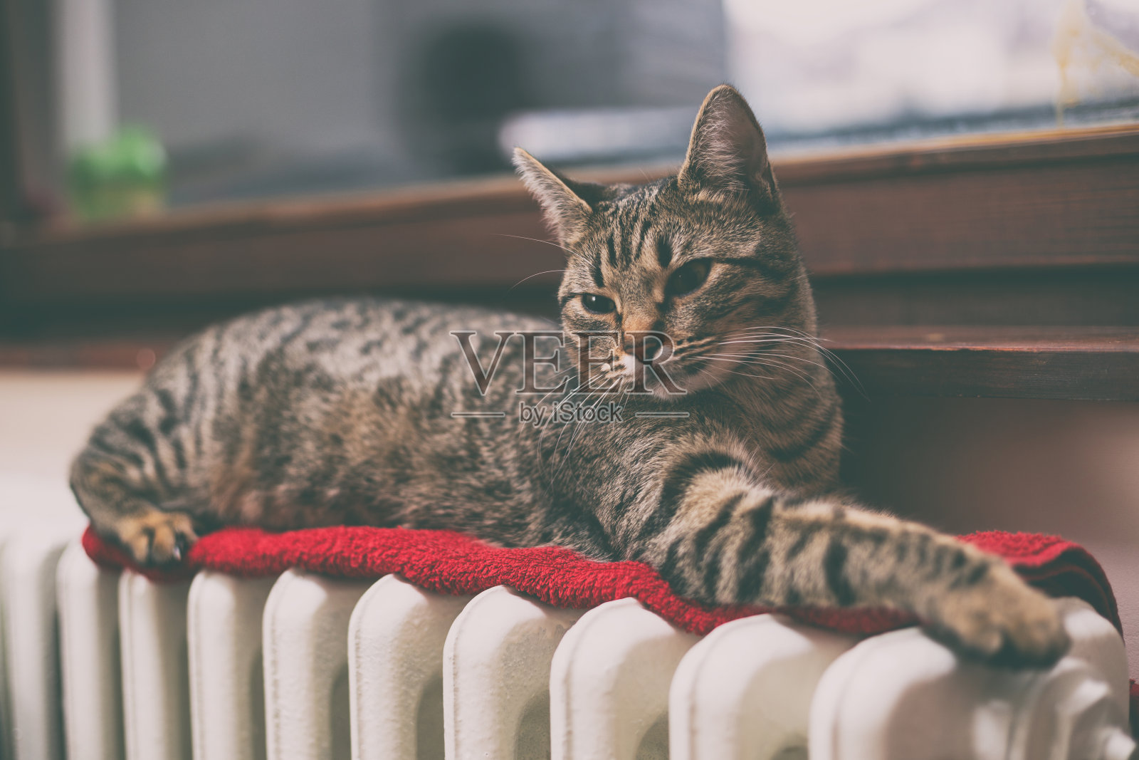 猫躺在暖气片上照片摄影图片