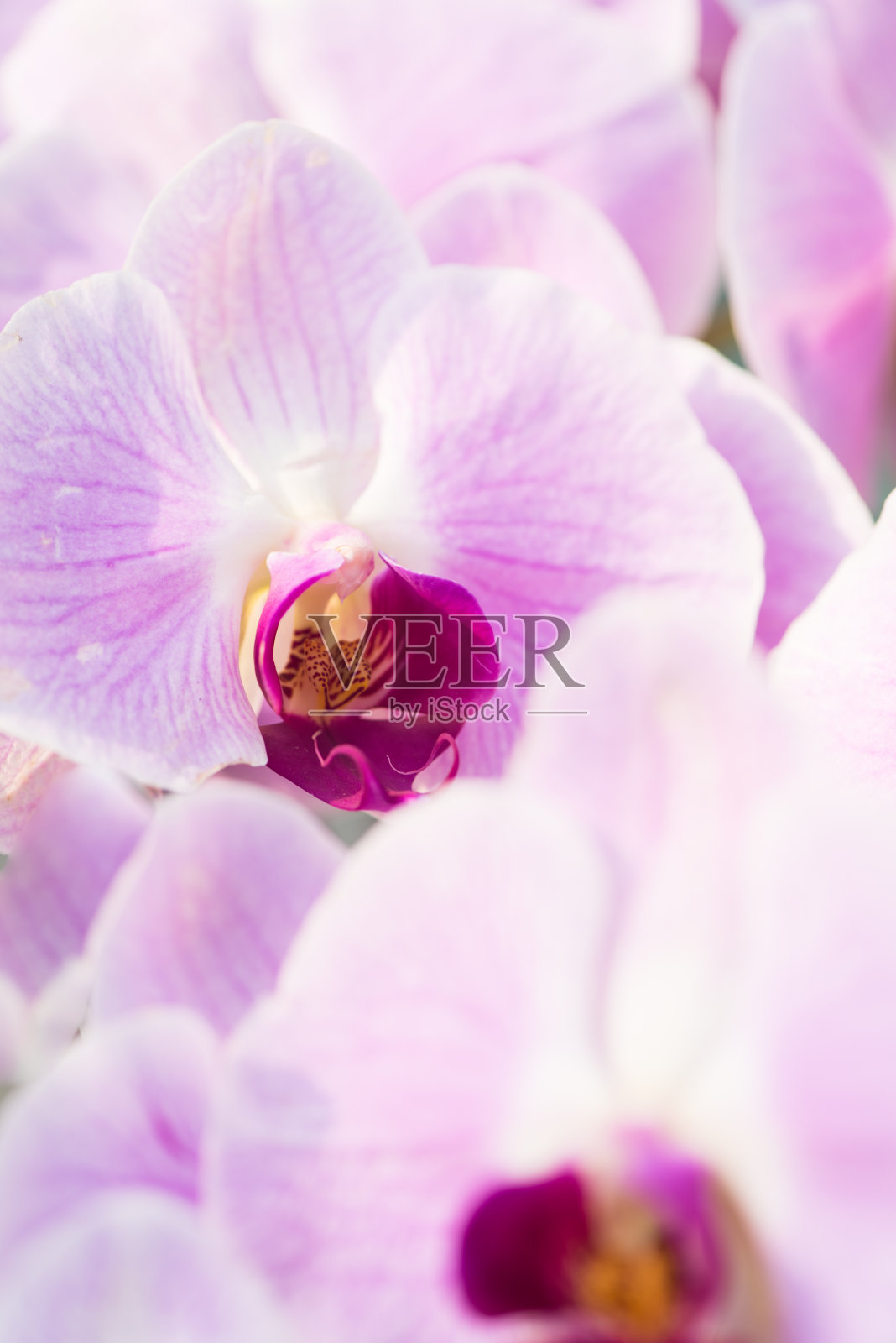 垂直拍摄浅粉色蝴蝶兰。照片摄影图片