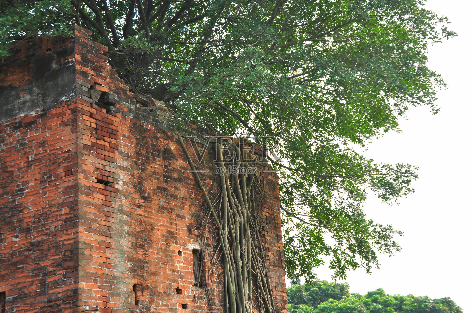 榕树生长在砖砌碉楼的顶端。照片摄影图片
