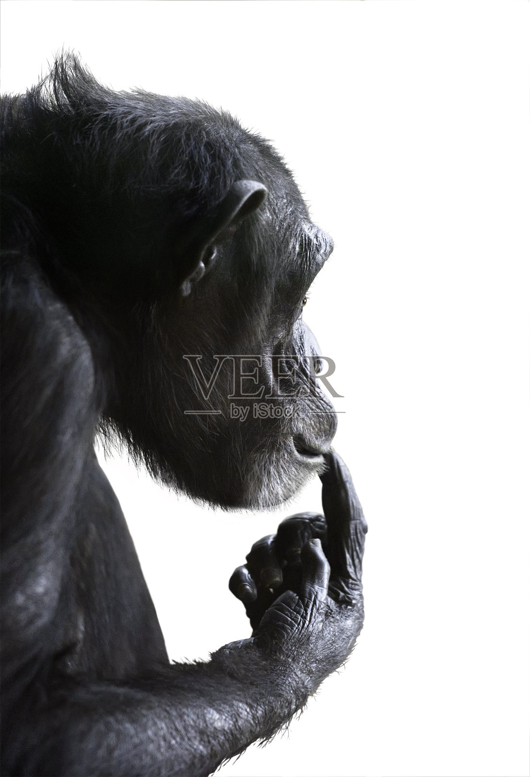 困惑的黑猩猩孤立在白色照片摄影图片