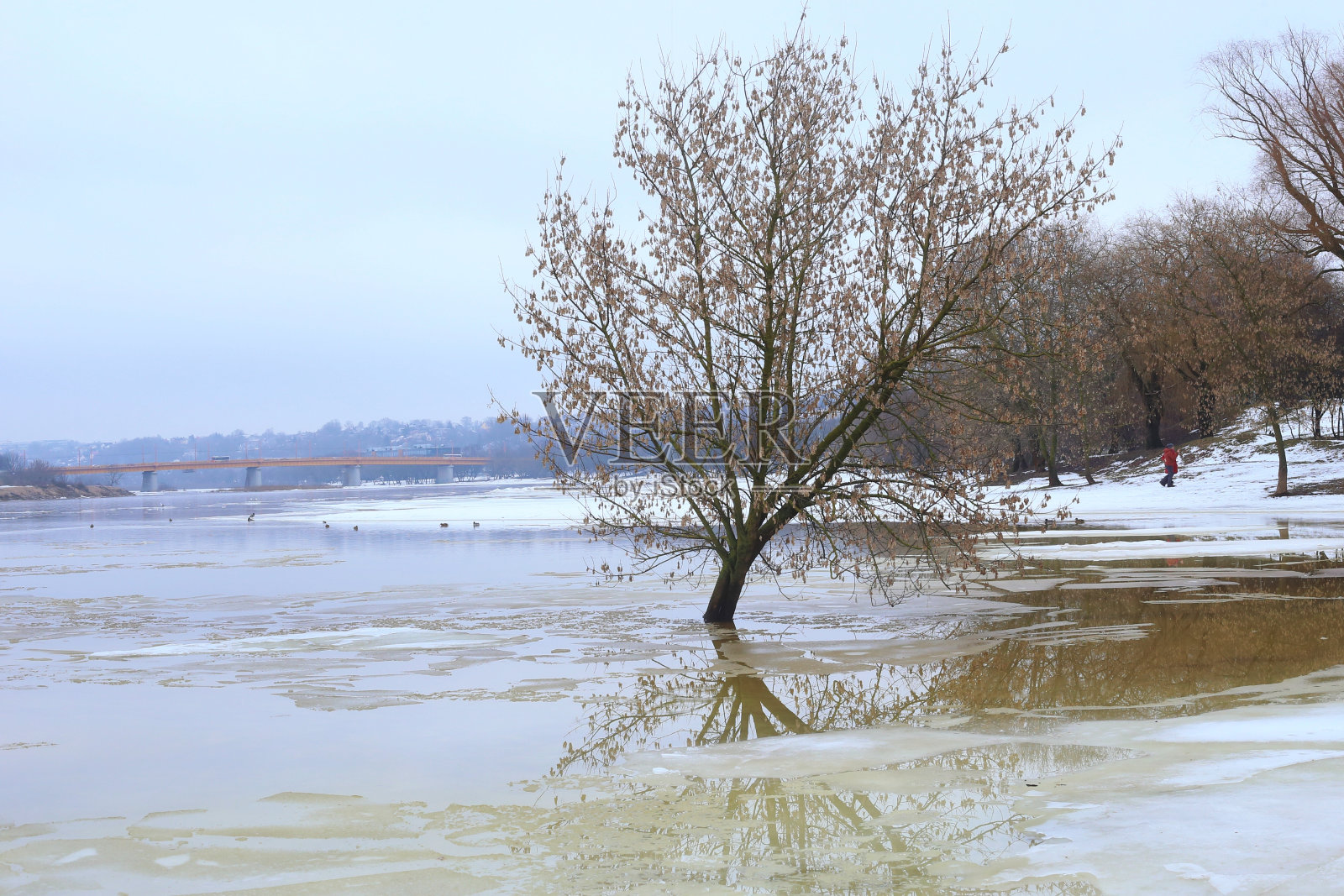 洪水淹没了河岸，河水中只有一棵枫树。照片摄影图片