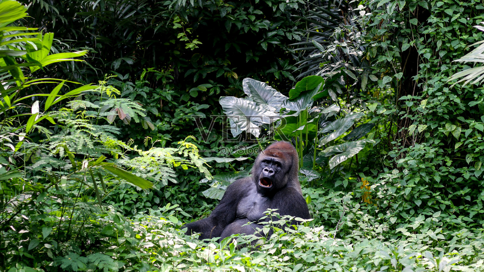 热带丛林的大猩猩银山照片摄影图片