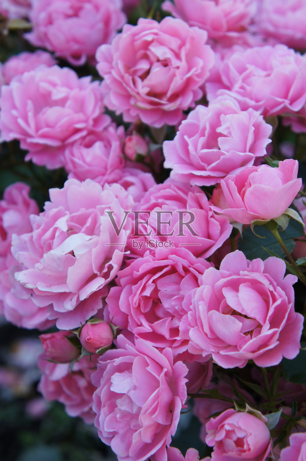 许多粉红色的花蔷薇与绿色垂直盛夏照片摄影图片
