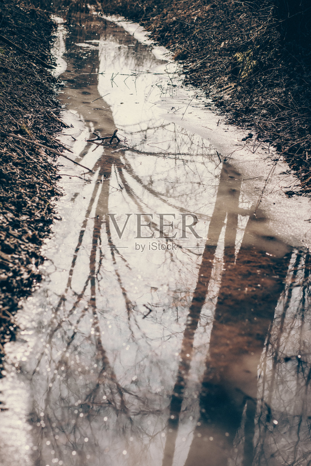 冰封的河水，倒映的大树照片摄影图片