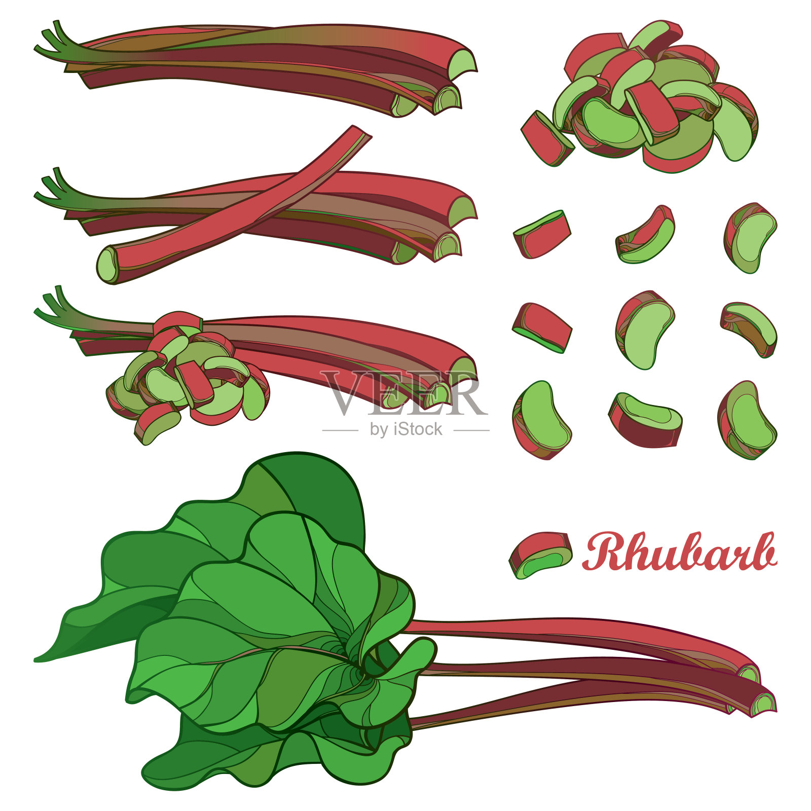 矢量集与轮廓大黄或大黄蔬菜在红色和绿色孤立在白色背景。插画图片素材