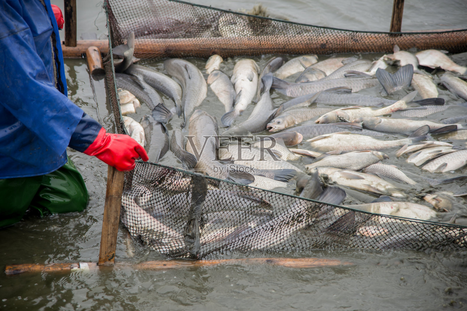 工人们在渔场捕获了许多大鱼。照片摄影图片
